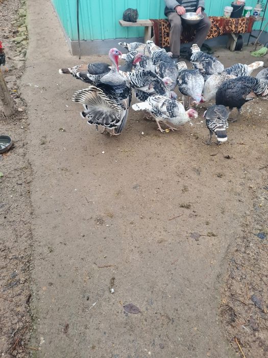 Curci și curcani de vanzare