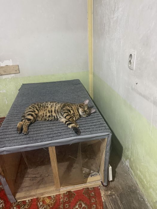 Кот Бенгалский. Паспорт привка имейитса