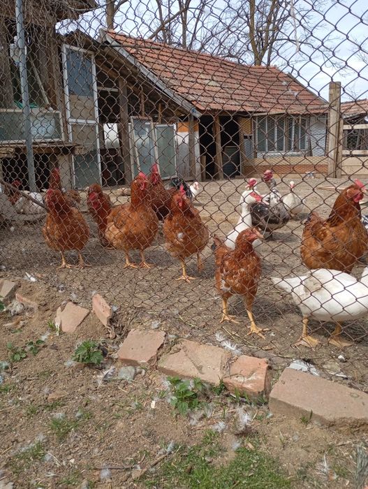 Se vinde găini de casa ouatoare