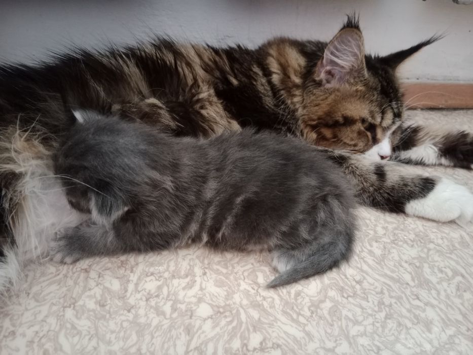 Резерв, девочка. Мейн-кун.