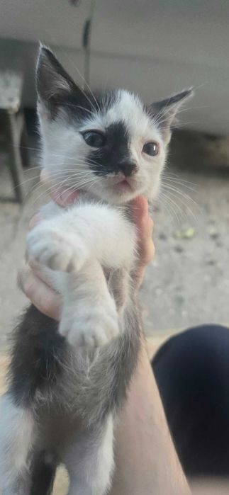Pisoi spre adoptie