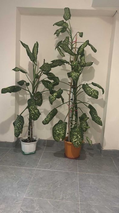 Цветы продам в количестве 2х штук