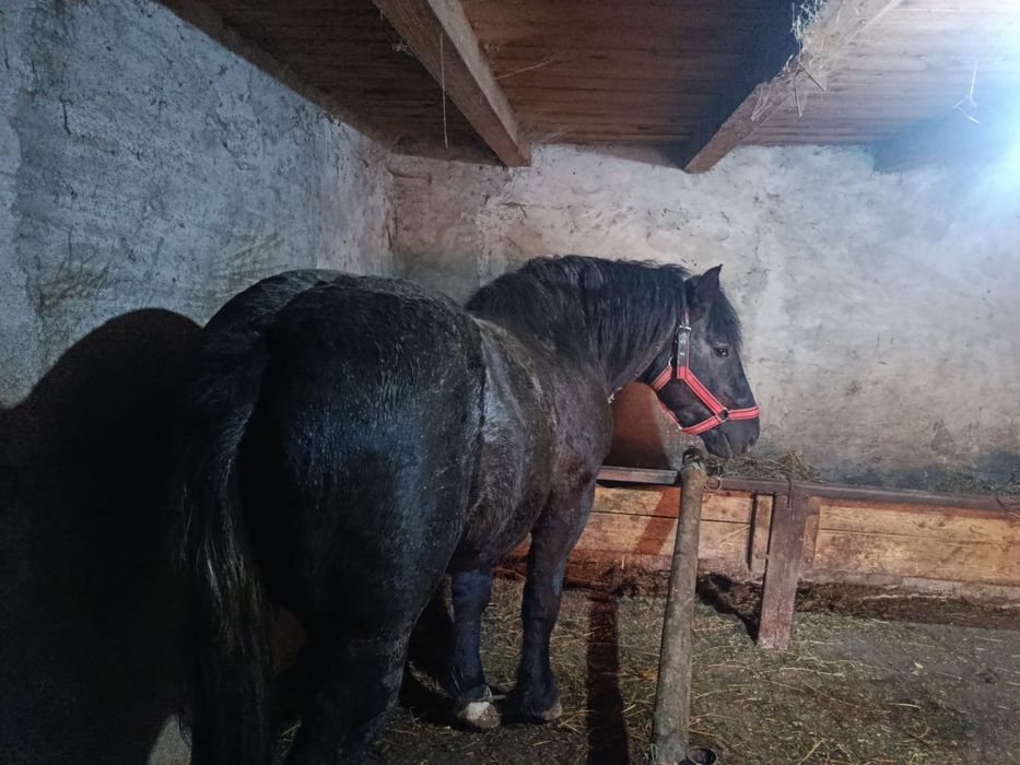 Vind sau schimb cu Duba nu veniți cu toate reginele