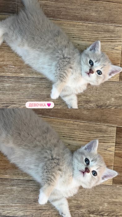 Британские котята