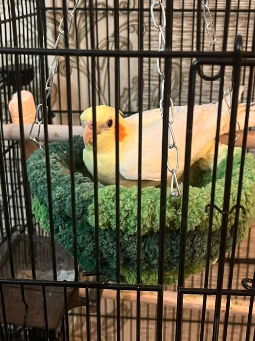 Продам Попугаев породы Корелла, мальчик и девочка.