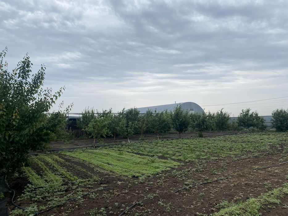 Продается хозяйство в Трекино