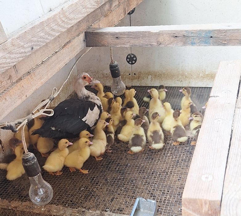 Продам  индаутят