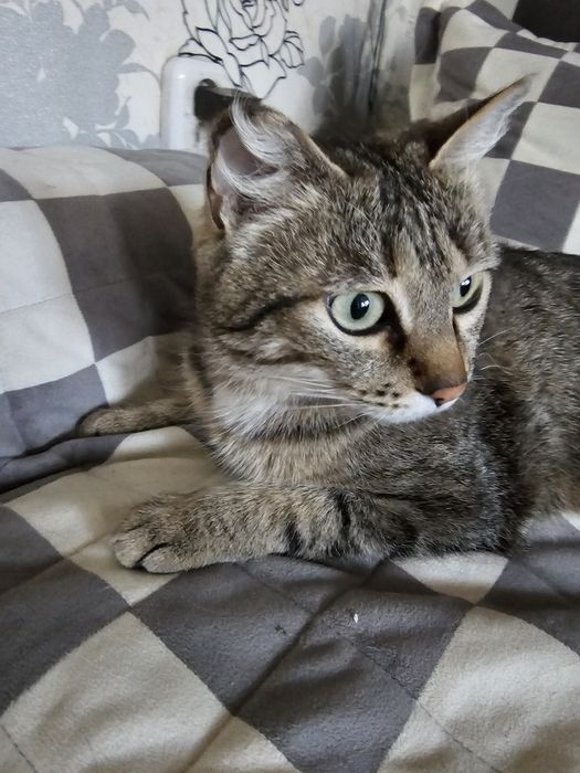 Идем дом кошечке