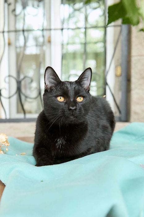 Молодой котик, мальчик, 8 месяцев