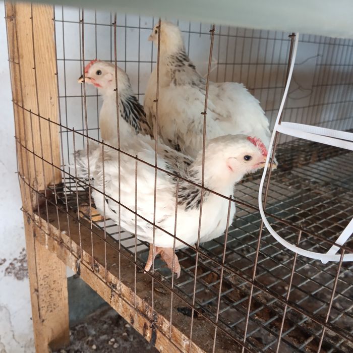 "Адлерская"-цыплята