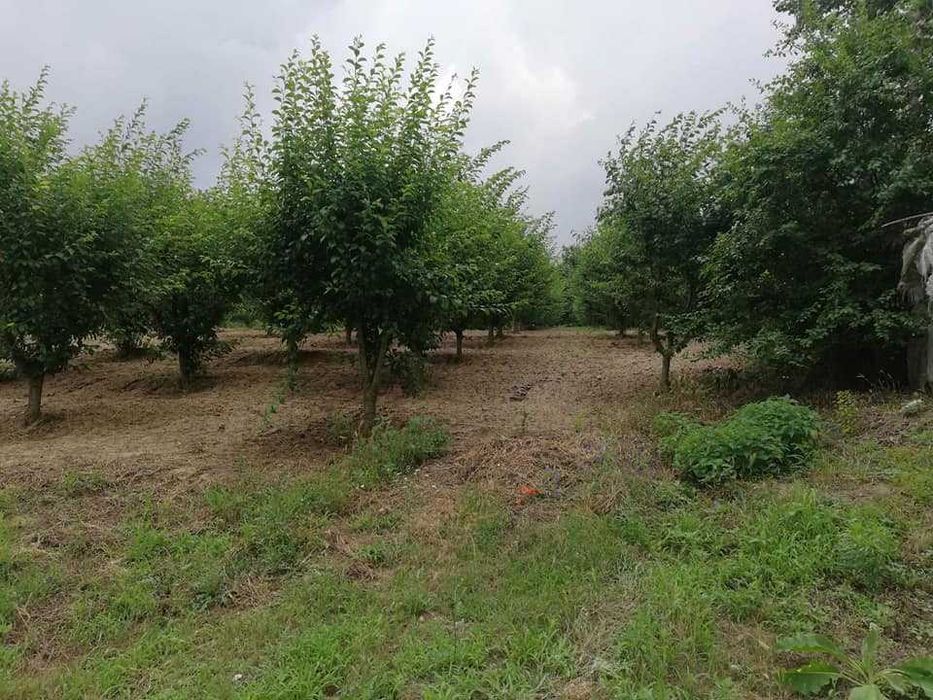 Продава се Земеделски имот в с. Главан, Област Силистра -  кв.м за 1275 €/дка - Снимка #5