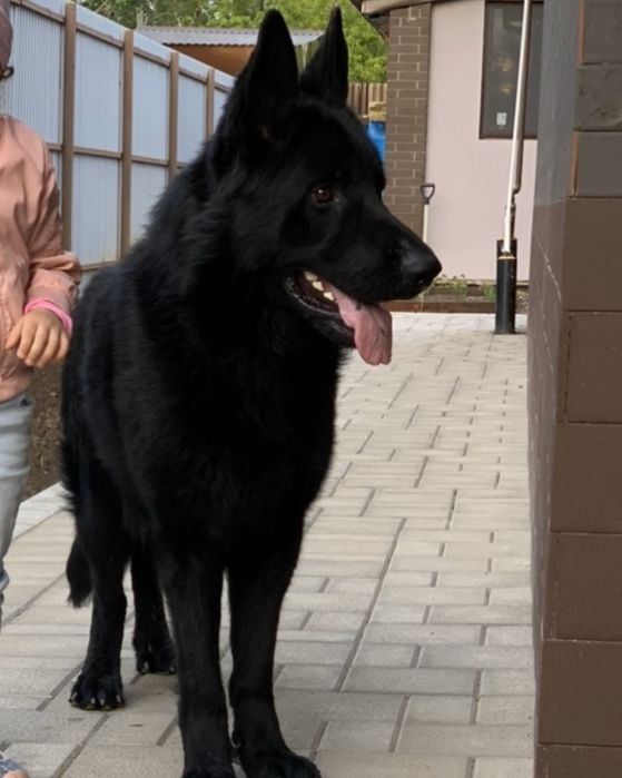 Вязка немецкой овчарки