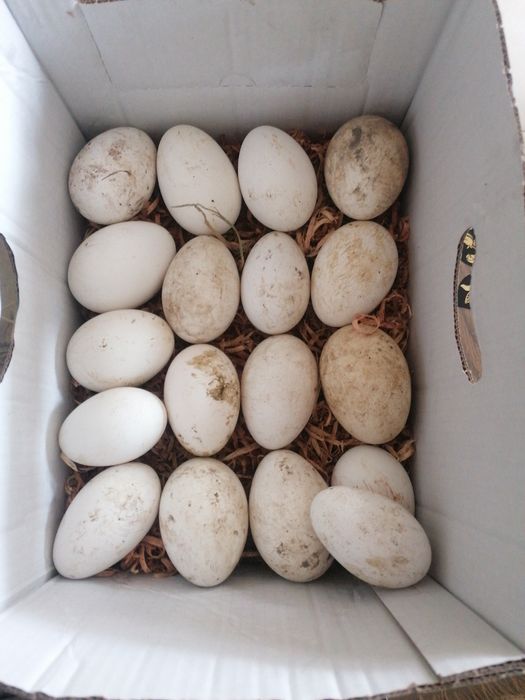 Ouă de gâscă 7 lei buc.