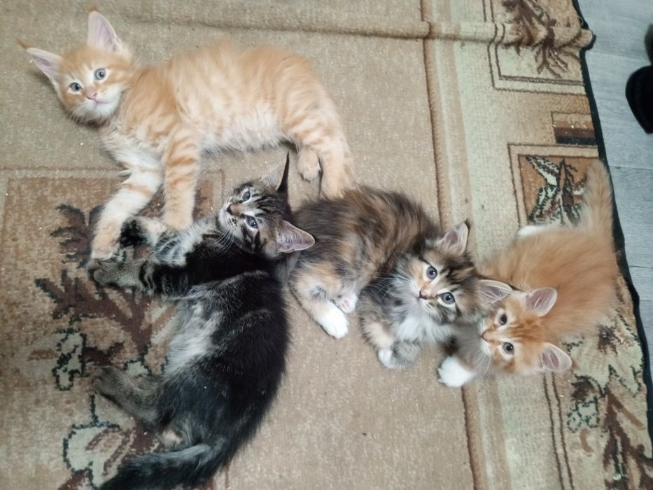 отдам котят в добрые руки