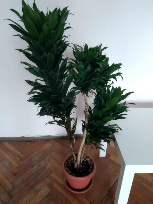 ДРАЦЕНА палма.     .