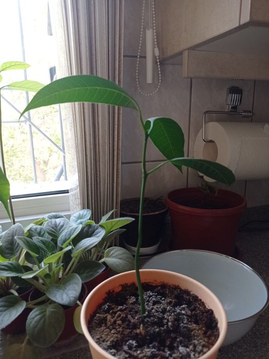 Экзотические растения