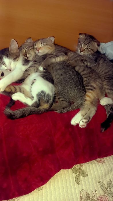 Котята в хорошие руки