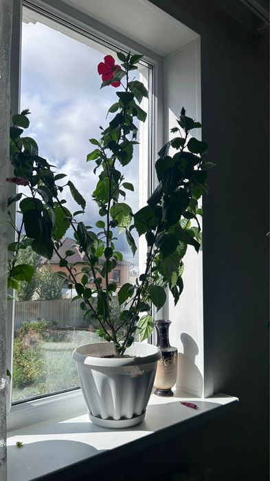 Продам китайскую розу