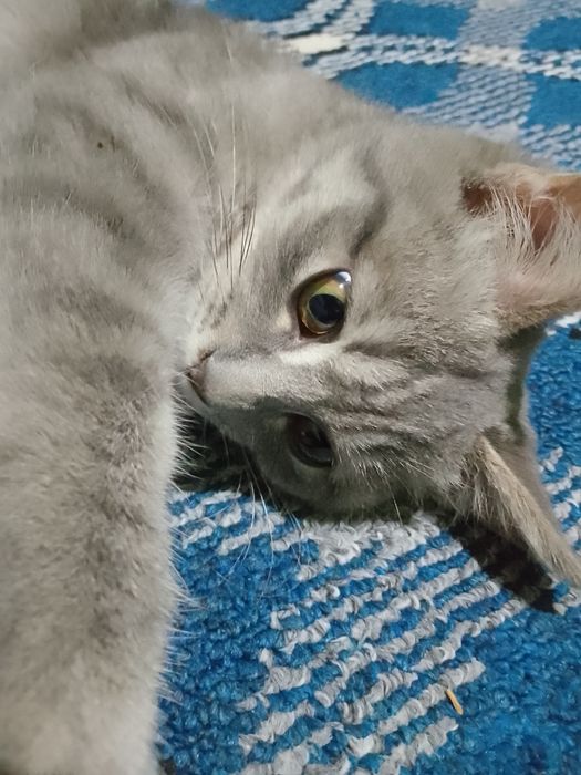 Zotdor mushuk chiroyli