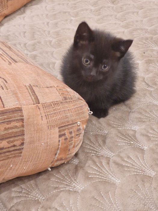 Отдам котят бесплатно