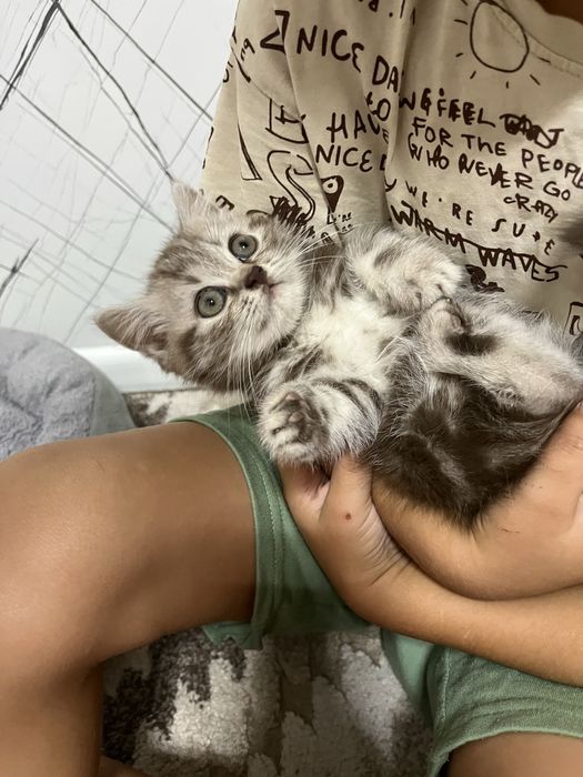 Продам катенка шотландку