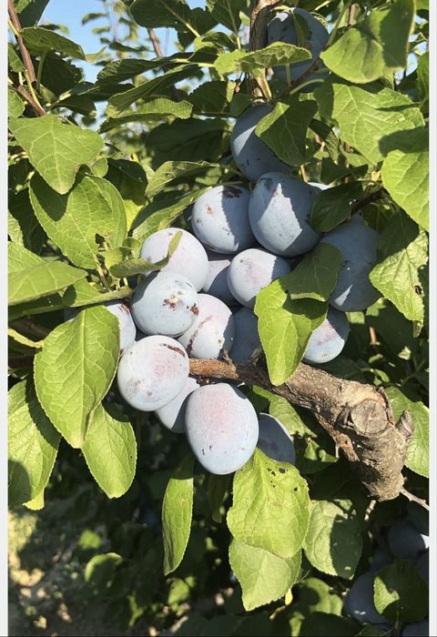 Prune pentru palinca