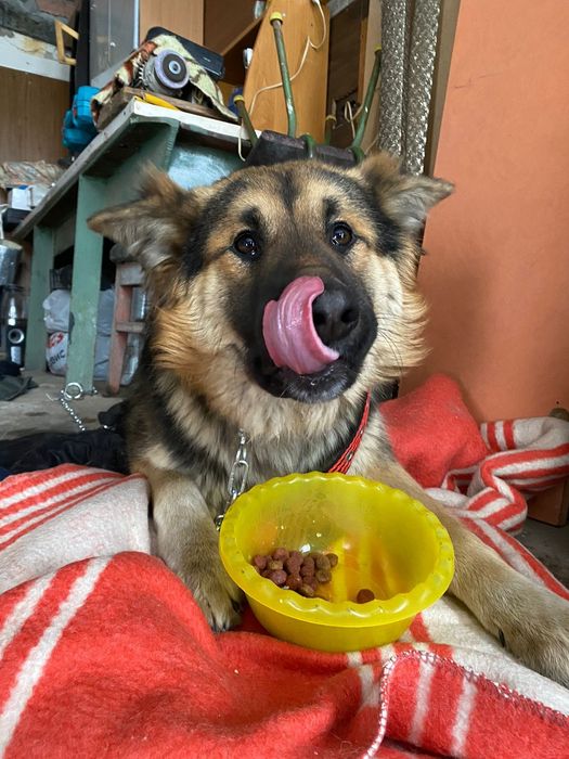 Молодой пёс ищет дом.