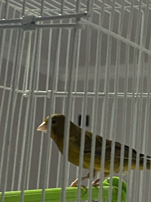 Канарейка самец (нар)