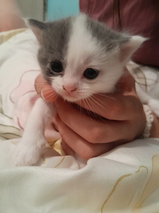 Отдам котят в добрые руки