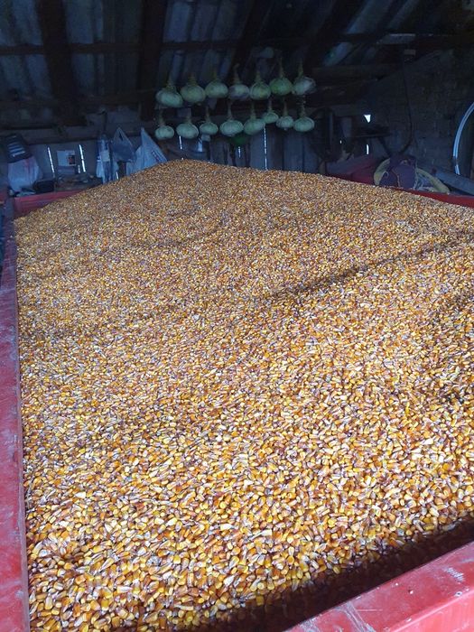 Vând porumb anul 2025