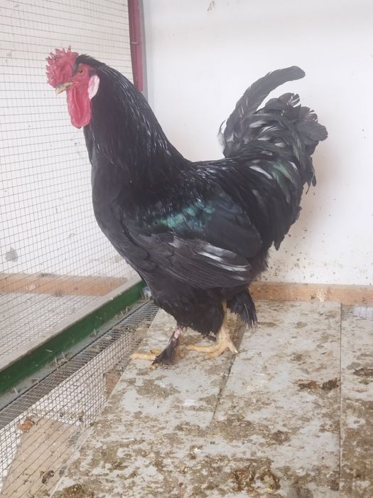 Брама хонаги мурго