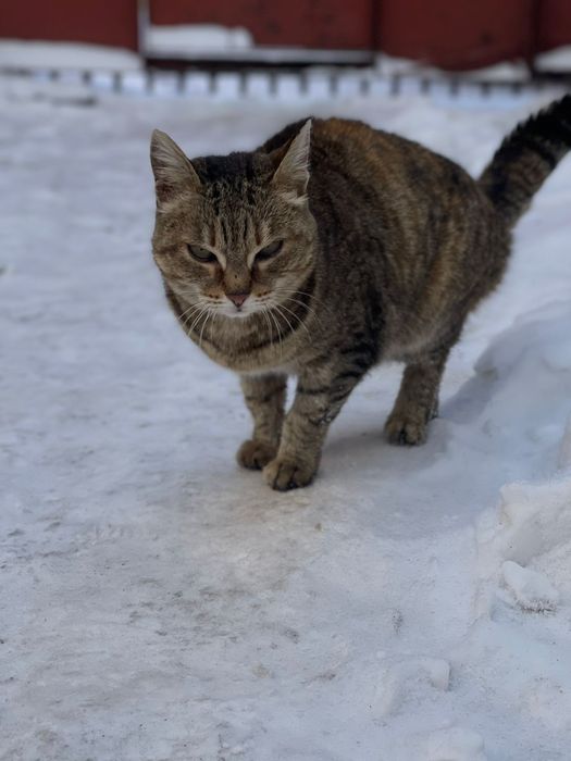 Кошка  трехцветная