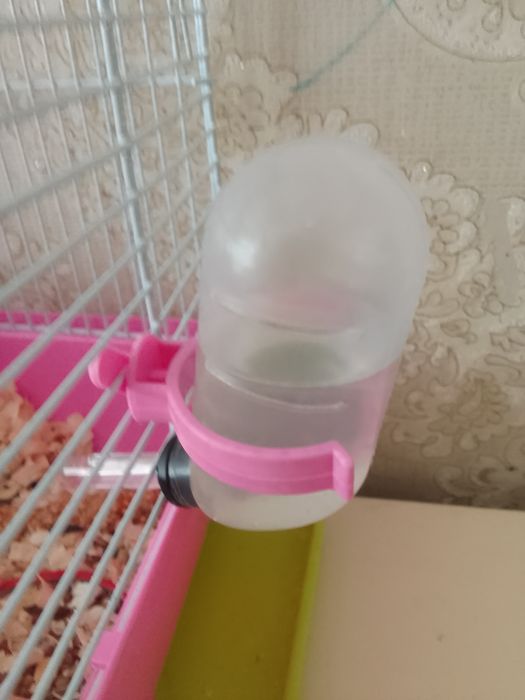 Продам хомячков маленьких