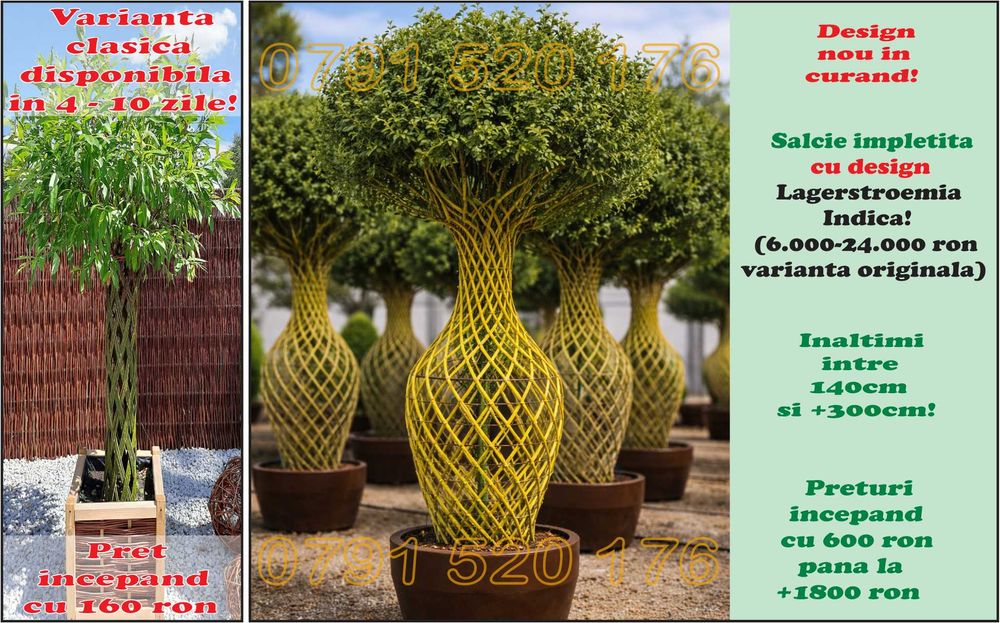 Salcie Salix americana tulpina impletita la ghiveci Posibilitate cumparare angro! Documente fiscale + Garantie + Inaltimi intre 140 - 300cm...