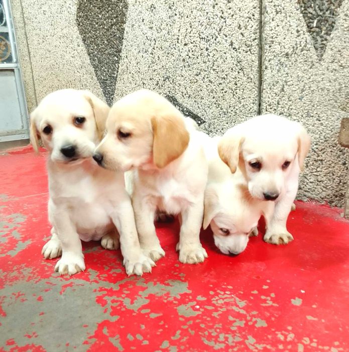 Лабрадор ретривър