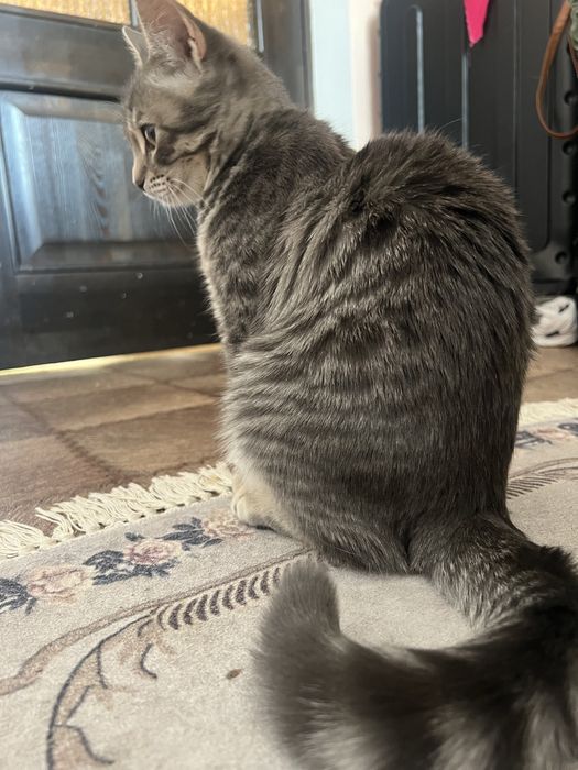 Кошка, девочка .