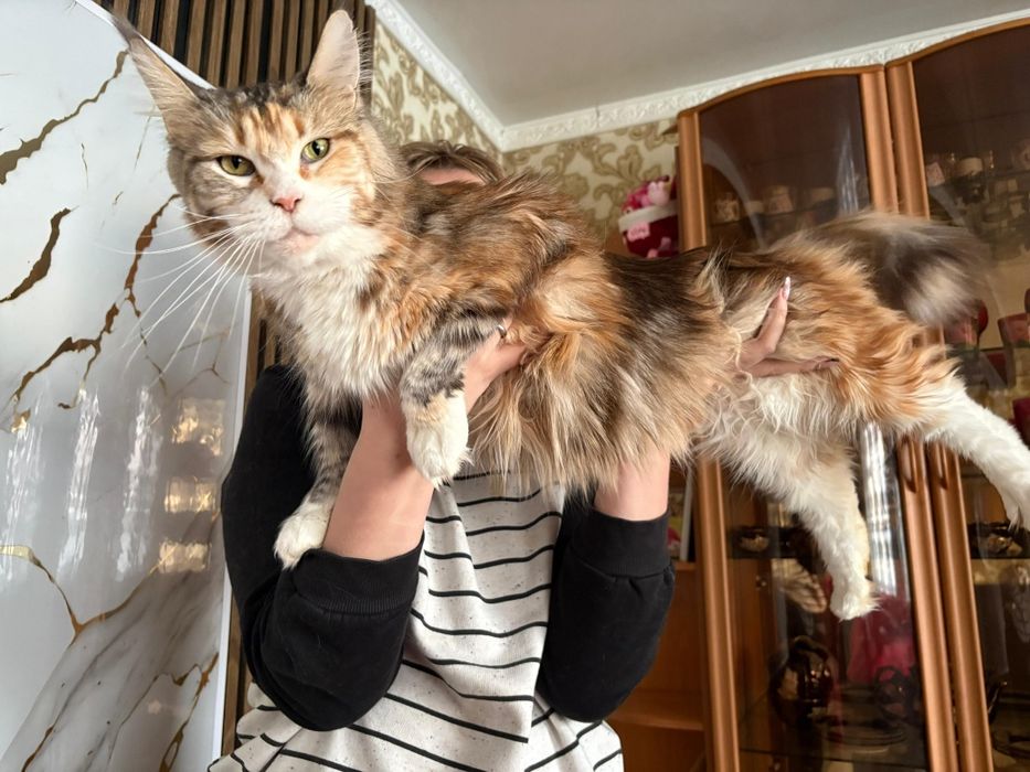 Мейн Кун котенок