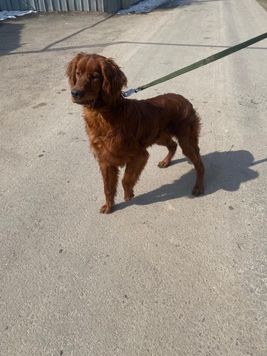 Сабака продается