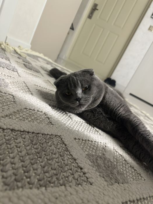 British Shorthair Blue scotish fold