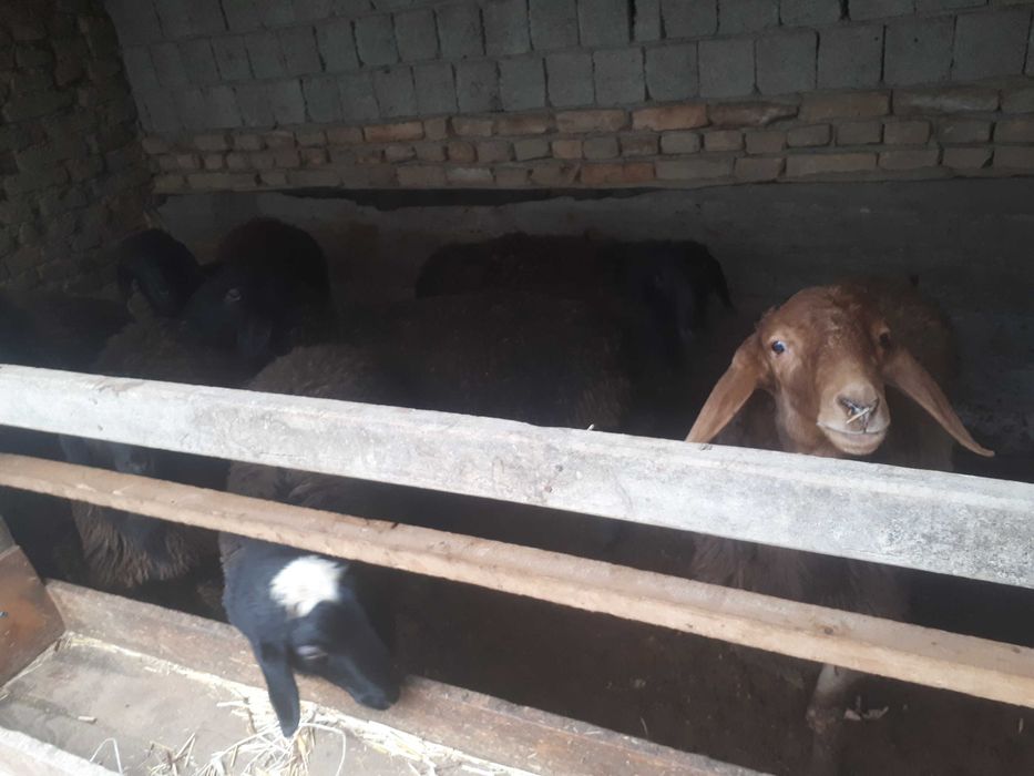 Сельхоз животный