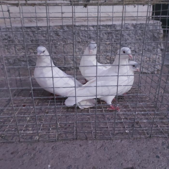 Туркмени лет с игрой гарантия