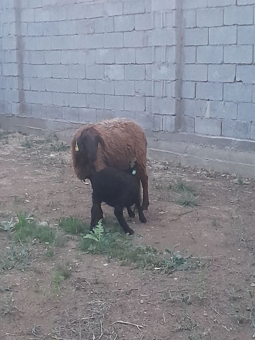 Козылы кой сатылады