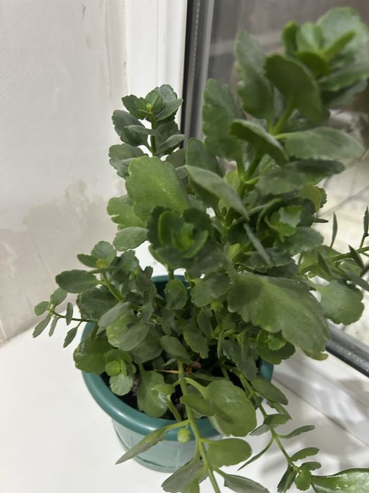 Продам комнатные растения