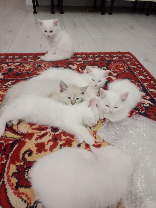 Котята в добрые руки