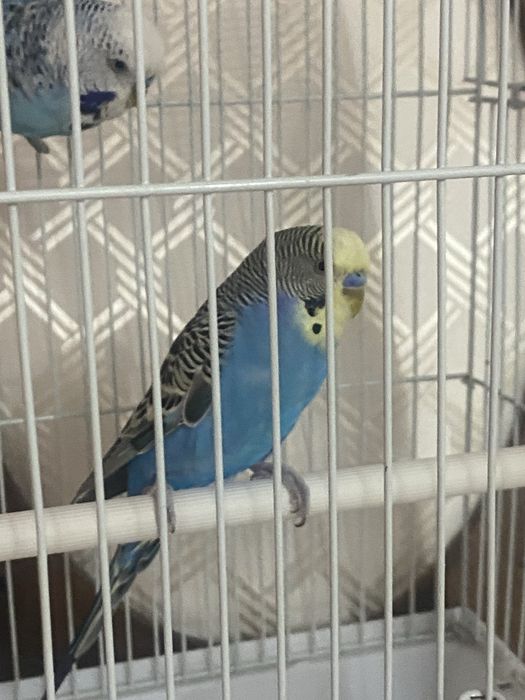 Волнистый попугаи