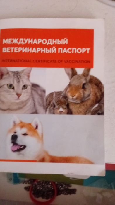 Кот европейская бурма