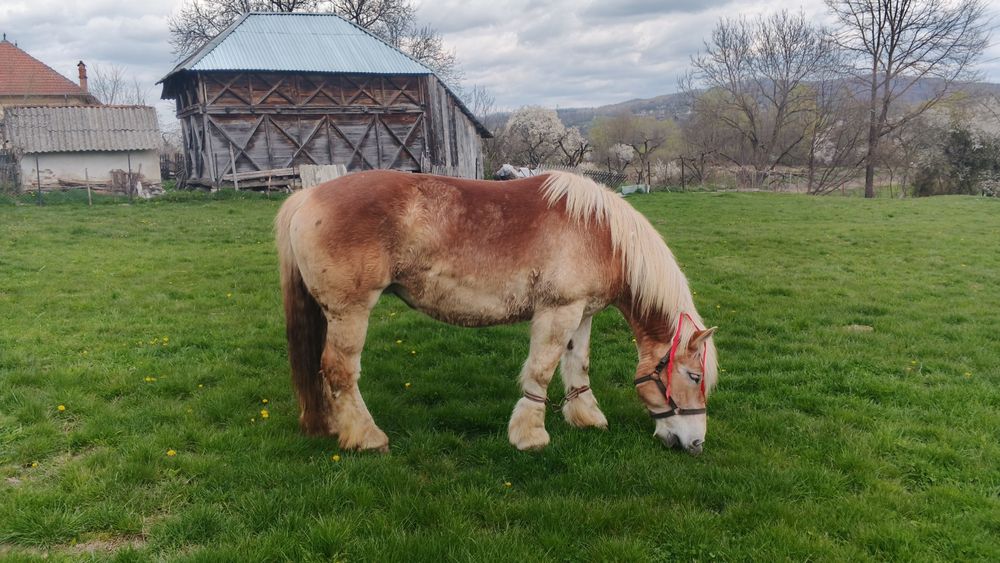Vând iapa gestanta foarte mare