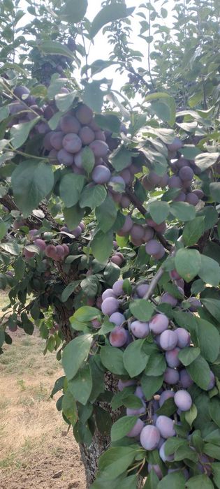 Vând prune pentru gem și țuică