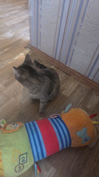 Отдам котенка добрые руки