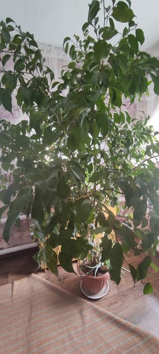 Фикус Бенджамина